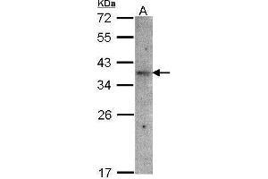 WB Image Sample(30 μg of whole cell lysate) A:Raji, 12% SDS PAGE antibody diluted at 1:1500 (OR51E1 抗体)