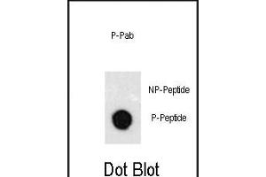 Dot blot analysis of anti-Phospho-GATA6-p Phospho-specific Pab (R) on nitrocellulose membrane. (GATA6 抗体  (pTyr271))