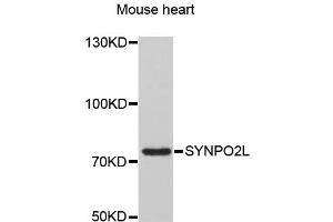 Western blot analysis of extracts of mouse heart, using SYNPO2L antibody (ABIN1875591) at 1:3000 dilution. (SYNPO2L 抗体)