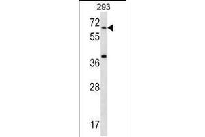 Western blot analysis in 293 cell line lysates (35ug/lane). (STXBP2 抗体  (C-Term))