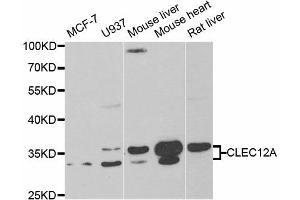 Western Blotting (WB) image for anti-C-Type Lectin Domain Family 12, Member A (CLEC12A) antibody (ABIN1882376) (CLEC12A 抗体)
