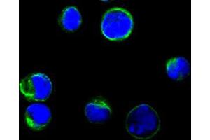 Confocal immunofluorescence analysis of BCBL-1 cells using anti-CD80 monoclonal antioby(green), showing membrane localization. (CD80 抗体)