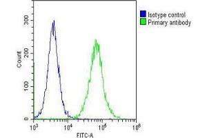 Overlay histogram showing Hela cells stained with Antibody (green line). (ELAVL1 抗体)