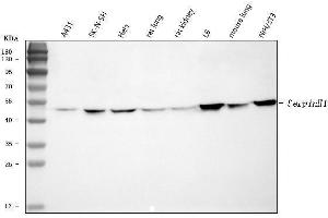 Western blot analysis of Hsp47/SERPINH1 using anti-Hsp47/SERPINH1 antibody (ABIN3043331). (SERPINH1 抗体  (AA 247-418))