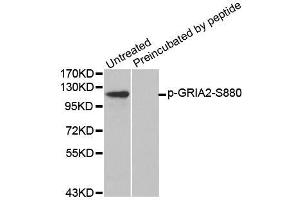 Western blot analysis of extracts from mouse brain tissue using Phospho-GRIA2-S880 antibody (ABIN2987746) and the same antibody preincubated with blocking peptide. (GRIA2 抗体  (pSer880))