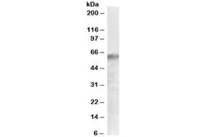 Western blot testing of human liver lysate with IRF2BP1 antibody at 0. (IRF2BP1 抗体)