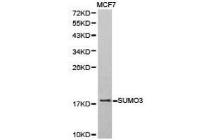 Western Blotting (WB) image for anti-Small Ubiquitin Related Modifier 3 (SUMO3) antibody (ABIN1874996) (SUMO3 抗体)