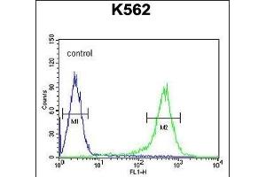 TMEM132D Antibody (C-term) (ABIN653969 and ABIN2843919) flow cytometric analysis of K562 cells (right histogram) compared to a negative control cell (left histogram). (TMEM132D 抗体  (C-Term))