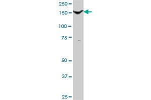 THBS1 MaxPab polyclonal antibody. (Thrombospondin 1 抗体  (AA 1-1170))