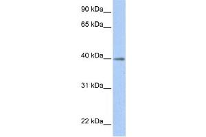 Western Blotting (WB) image for anti-Hypothetical LOC641515 (LOC641515) antibody (ABIN2459272) (LOC641515 抗体)