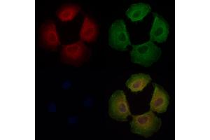 DNAJC11 Antibody staining Hela cells by IF/ICC. (DNAJC11 抗体  (C-Term))