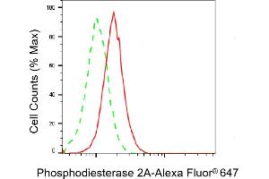 anti-phosphodiesterase 2A, CGMP-Stimulated (PDE2A) antibody