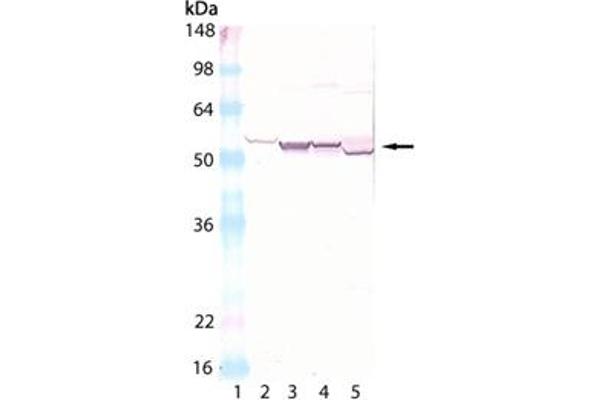 Cytochrome P450 Antikörper