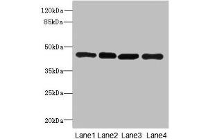 Western blot All lanes: PAICSantibody at 3. (PAICS 抗体  (AA 176-425))