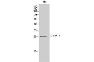 Western Blotting (WB) image for anti-CCAAT/enhancer Binding Protein (C/EBP), epsilon (CEBPE) (C-Term) antibody (ABIN3174090) (CEBPE 抗体  (C-Term))