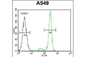 TNFRSF1A Antibody (N-term) (ABIN655208 and ABIN2844822) flow cytometric analysis of A549 cells (right histogram) compared to a negative control cell (left histogram). (TNFRSF1A 抗体  (N-Term))