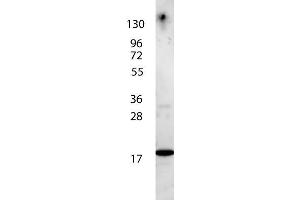 anti-Human IL-7 antibody shows detection of a band ~17 kDa in size corresponding to recombinant human IL-7. (IL-7 抗体  (Biotin))