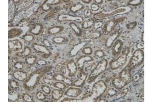 IHC-P analysis of Human Kidney Tissue, with DAB staining. (REG3g 抗体  (AA 39-175))