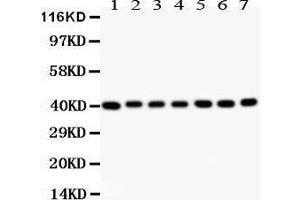 Anti- Decorin Picoband antibody, Western blotting All lanes: Anti Decorin  at 0. (Decorin 抗体  (AA 31-359))