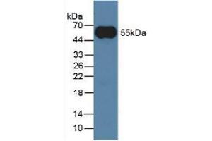 Western Blotting (WB) image for IgG ELISA Kit (ABIN6574090)