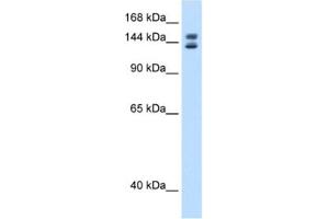 Western Blotting (WB) image for anti-Myb-Binding Protein 1A (MYBBP1A) antibody (ABIN2461613) (MYBBP1A 抗体)