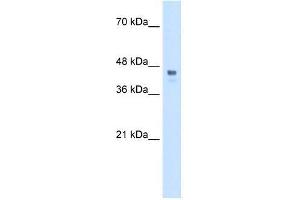 Transfected 293T; WB Suggested Anti-HOXC10 Antibody Titration: 0. (HOXC10 抗体  (Middle Region))