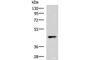 Western blot analysis of 293T cell lysate using WNT9A Polyclonal Antibody at dilution of 1:500 (WNT9A 抗体)