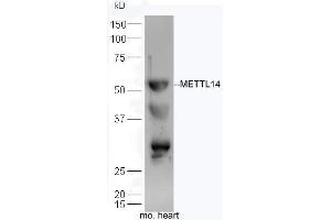 Mouse heart lysates probed with Anti-Mettl14 Polyclonal Antibody, Unconjugated  at 1:300 overnight at 4˚C. (METTL14 抗体  (AA 21-120))
