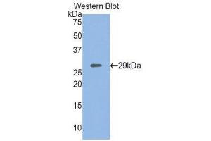 Western Blotting (WB) image for anti-Myosin Heavy Chain 4, Skeletal Muscle (MYH4) (AA 1259-1495) antibody (ABIN1859928) (MYH4 抗体  (AA 1259-1495))