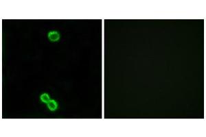 Immunofluorescence (IF) image for anti-Ribosomal Protein L3-Like (RPL3L) (Internal Region) antibody (ABIN1850642) (RPL3L 抗体  (Internal Region))