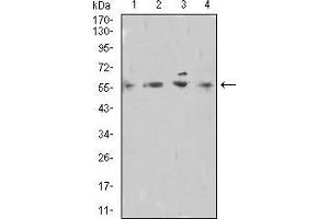 Western blot analysis using DNTT mouse mAb against Raji (1), A549 (2), Hela (3), and PC-12 (4) cell lysate. (TdT 抗体  (AA 52-192))