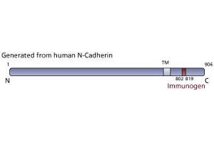 Image no. 3 for anti-Cadherin 2 (CDH2) (AA 802-819) antibody (ABIN968250) (N-Cadherin 抗体  (AA 802-819))