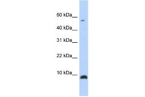 Western Blotting (WB) image for anti-Chemokine (C-X-C Motif) Ligand 6 (CXCL6) antibody (ABIN2457892) (CXCL6 抗体)