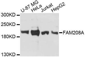 Western blot analysis of extracts of various cell lines, using FAM208A antibody. (FAM208A 抗体)