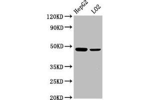 Western Blot Positive WB detected in: HepG2 whole cell lysate, LO2 whole cell lysate All lanes: SMAD7 antibody at 2. (SMAD7 抗体  (AA 36-247))