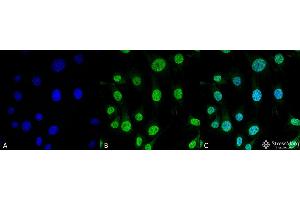 Immunocytochemistry/Immunofluorescence analysis using Mouse Anti-Trap1 Monoclonal Antibody, Clone 3H4-2H6 . (TRAP1 抗体  (HRP))