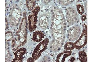 Image no. 2 for anti-RAB21, Member RAS Oncogene Family (RAB21) antibody (ABIN1500545) (RAB21 抗体)