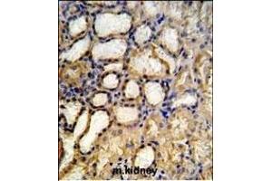 RT33 Antibody (C-term) (ABIN651324 and ABIN2840188) IHC analysis in formalin fixed and paraffin embedded mouse kidney tissue followed by peroxidase conjugation of the secondary antibody and DAB staining. (MRPS33 抗体  (C-Term))