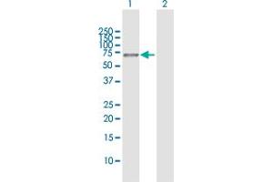 Western Blot analysis of PCK1 expression in transfected 293T cell line by PCK1 MaxPab polyclonal antibody. (PCK1 抗体  (AA 1-622))