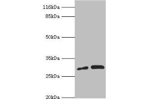 Western blot All lanes: PSMF1 antibody at 1. (PSMF1 抗体  (AA 1-271))