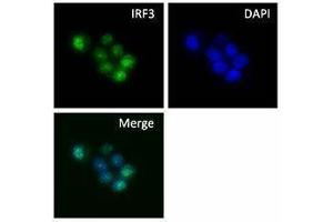 Immunofluorescence (IF) image for anti-Interferon Regulatory Factor 3 (IRF3) antibody (ABIN2666278) (IRF3 抗体)