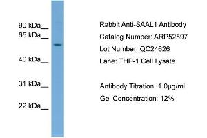 WB Suggested Anti-SAAL1  Antibody Titration: 0. (SAAL1 抗体  (Middle Region))
