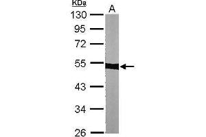 WB Image Sample (30 ug of whole cell lysate) A: NIH-3T3 10% SDS PAGE antibody diluted at 1:1000 (alpha Tubulin 抗体)