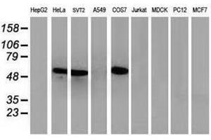 Image no. 5 for anti-Tumor Protein P53 (TP53) antibody (ABIN1499973) (p53 抗体)