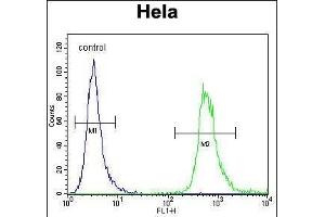 WDR3 Antibody (N-term) (ABIN656456 and ABIN2845740) flow cytometric analysis of Hela cells (right histogram) compared to a negative control cell (left histogram).