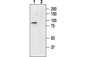 Western Blotting (WB) image for anti-Transient Receptor Potential Cation Channel, Subfamily V, Member 4 (TRPV4) (AA 853-871), (Intracellular) antibody (ABIN7043850)