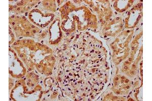IHC image of ABIN7168103 diluted at 1:300 and staining in paraffin-embedded human kidney tissue performed on a Leica BondTM system. (Ribonuclease H1 抗体  (AA 73-185))