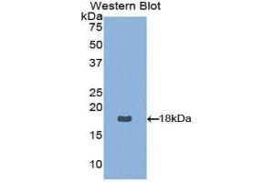 Western Blotting (WB) image for anti-Neurotrophin 4 (NTF4) (AA 80-209) antibody (ABIN3209310) (Neurotrophin 4 抗体  (AA 80-209))