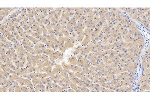 Immunohistochemistry (IHC) image for anti-GDNF Family Receptor alpha 1 (GFRA1) (AA 239-350) antibody (ABIN7430060)