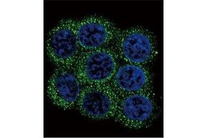 Immunofluorescence (IF) image for anti-Proprotein Convertase Subtilisin/kexin Type 2 (PCSK2) (AA 87-116) antibody (ABIN3032332)